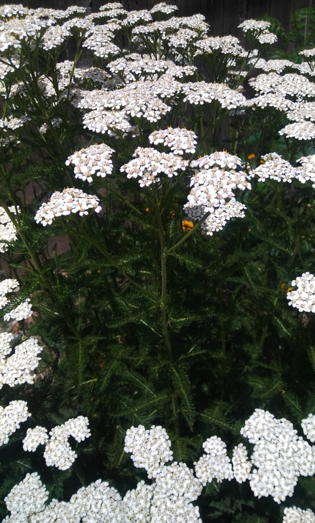 Rocky Mountain Herbs for Pain & Stress Wiseman Natural Health